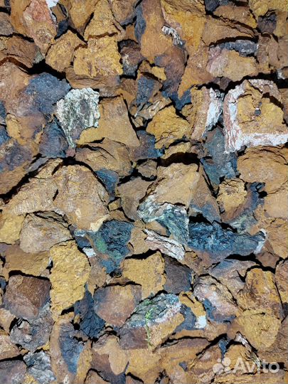 Березовый гриб чага. поднятие иммуни