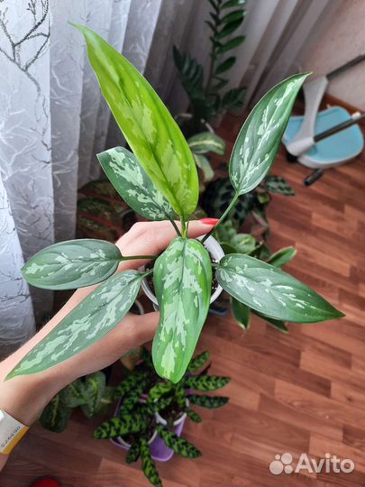 Аглаонема Мария