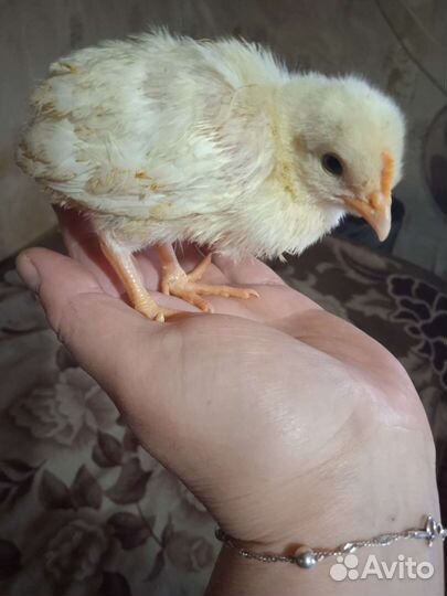 Цыпленок