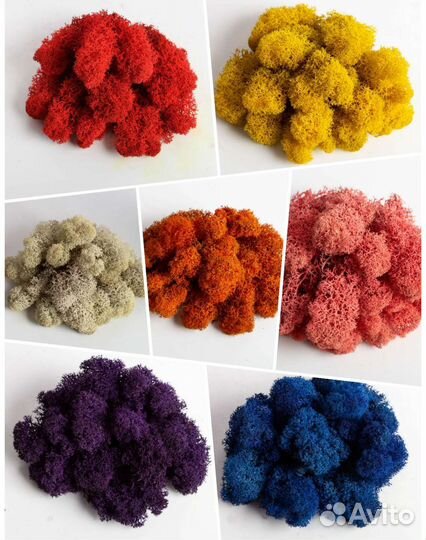 Мох стабилизированный ягель, плоский, кочки, от