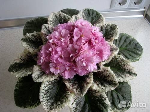 Красивые фиалки