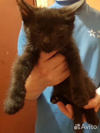 Черная пантерка ищет дом