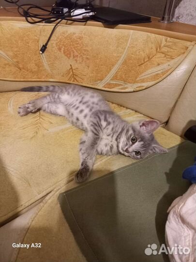 Кошка в дар бесплатно