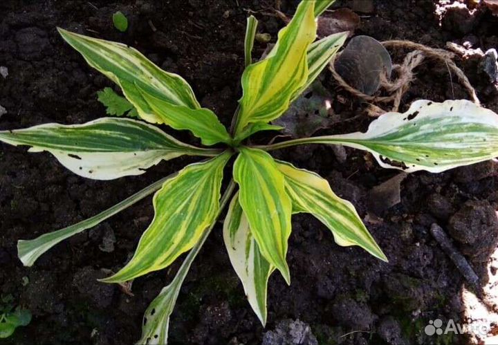 Хосты из сада (более 300 сортов )