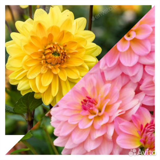 Георгины клубни