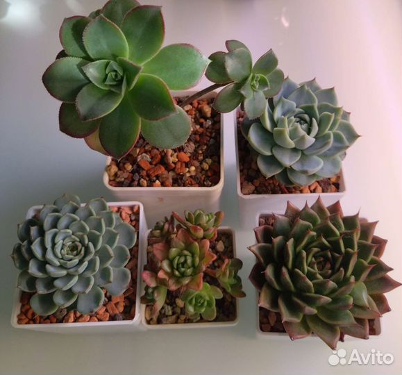 Суккуленты. Набор суккулентов. Эхеверия