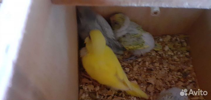 Волнистые попугайчики радужные и выставочные