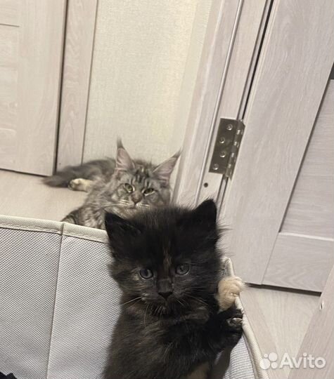 Котята мейн-кун