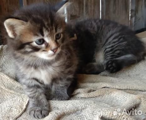 Лапусики котята