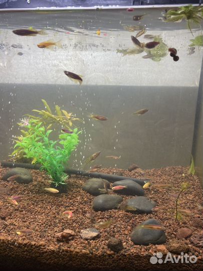 Рыбки Данио, Фильтр для аквариума