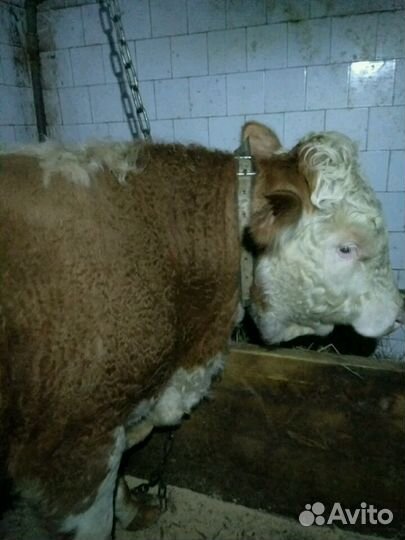 Обезроживание