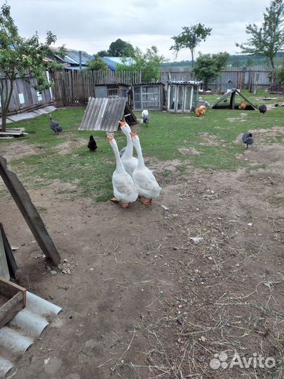 Гусаки породы линда