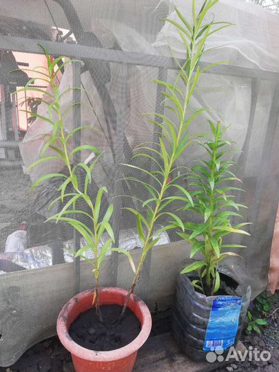 Лилии тигровые и оранжевые