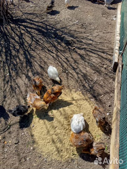 Молодняк птицы