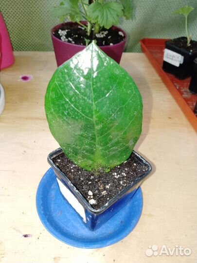 Замиокулькас