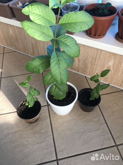 Экзотические растенияКвисквалис индийский