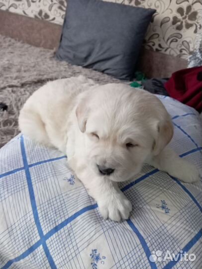 Щенки лабрадора палевые