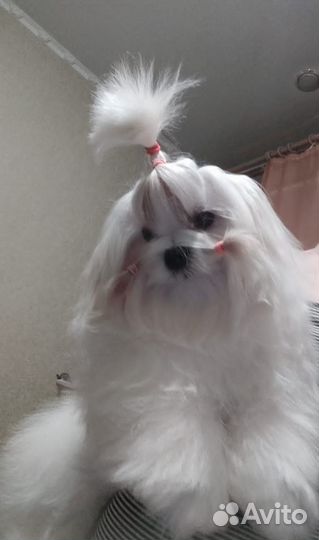 Щенки Мальтезе