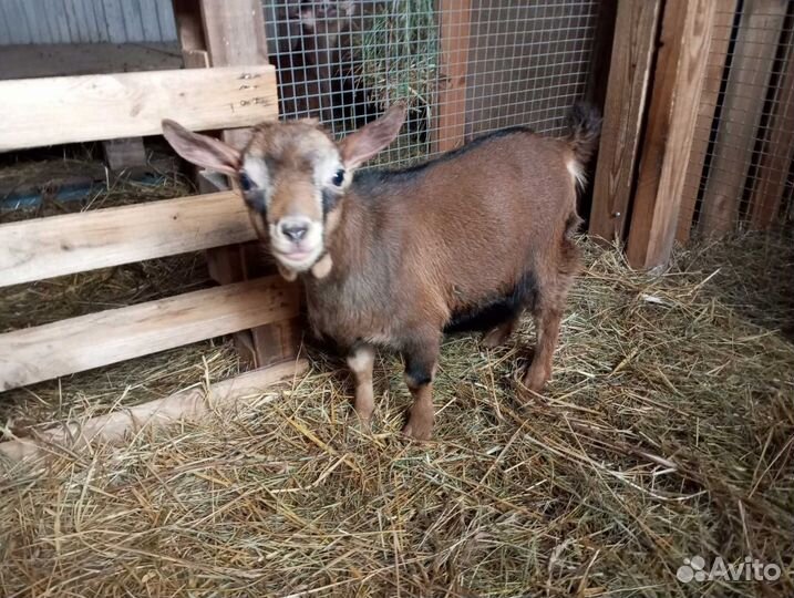 Камерунские козы, козлята