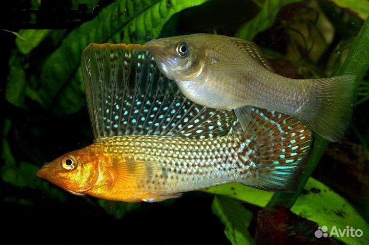 Сапфировый попугай, Гуппи. Парусная моллинезия