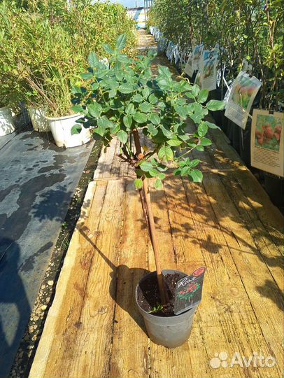 Роза на штамбе