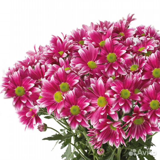 Хризантема Кустовая Оптом MIX