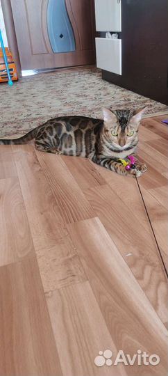 Бенгальские котята