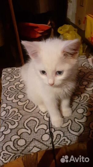 Котенок белоснежный