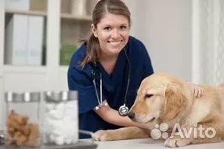 Ветеринарная помощь