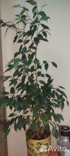 Фикус бенджамина