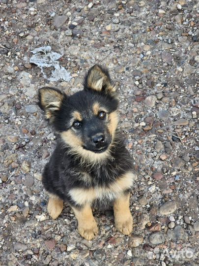 Собака в добрые руки отдам бесплатно