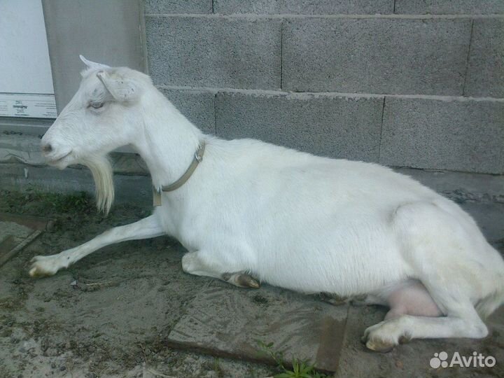 Зааненские козы дойные