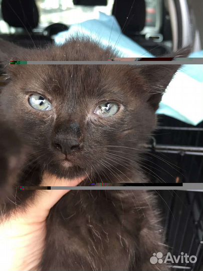 Котенок девочка