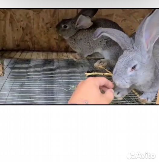 Кролики самцы и самочки разных пород