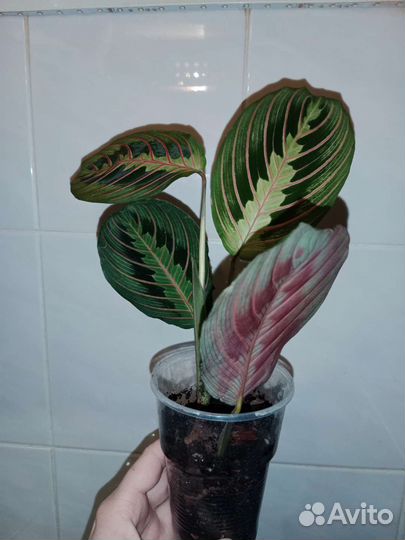 Маранта триколор