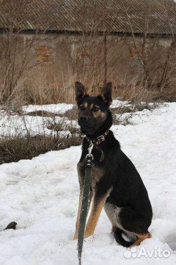 Собака маленькой породы