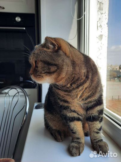 Британская кошка