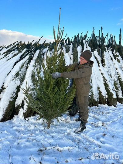 Ель Новогодняя, живая ёлка