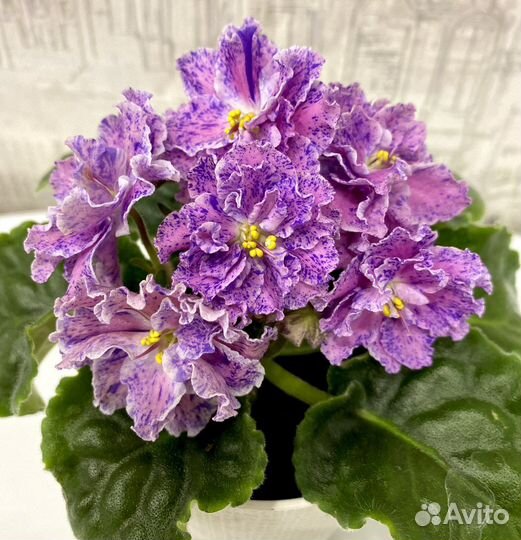 Фиалка сортовая ле Розмари