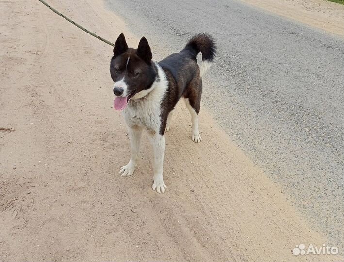 Собака в добрые руки