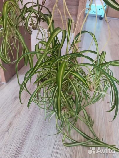 Хлорофитум Бонни кудрявый