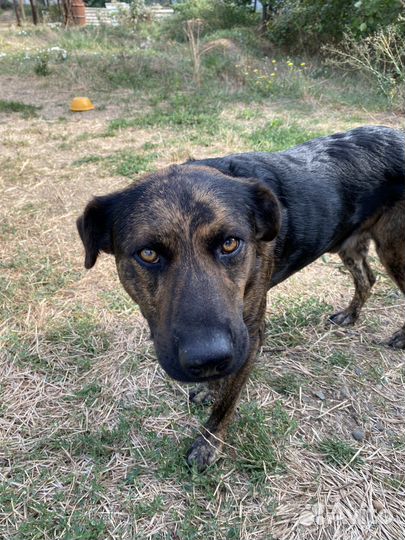 Собаки в добрые руки