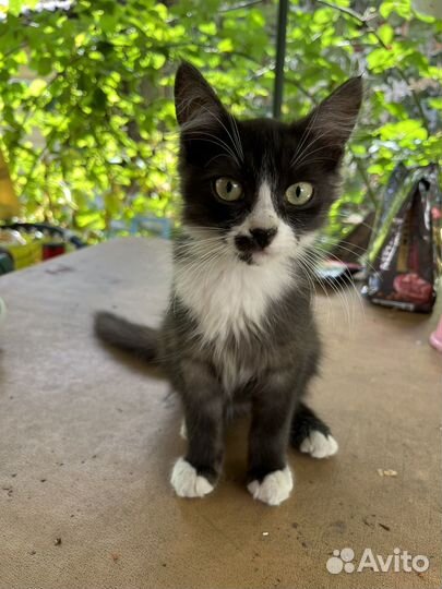Котенок (мальчик,дворняжка)