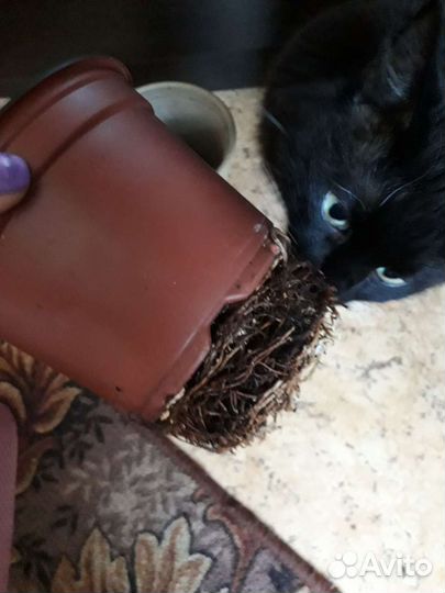 Молодое растение авокадо