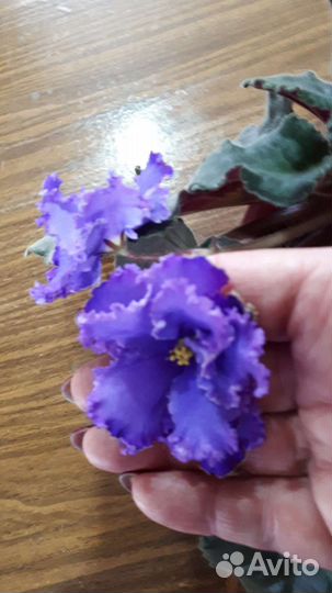 Детки сортовых фиалок