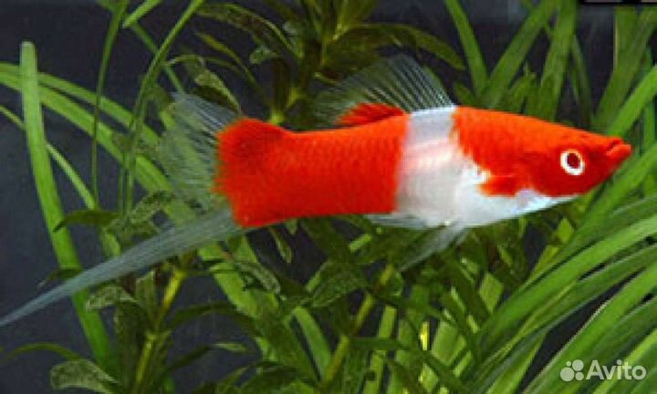 Аквариумные рыбки, растения, корма, крабы креветки