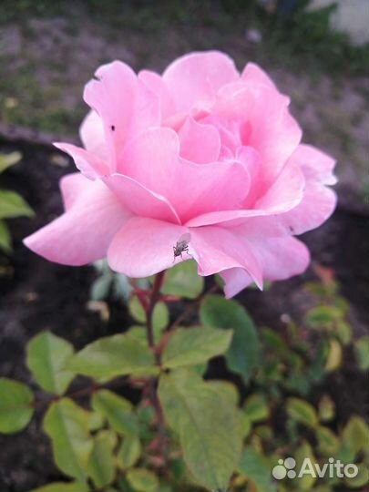 Роза (безымяшка)