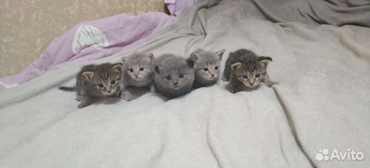 Котята в добрые руки