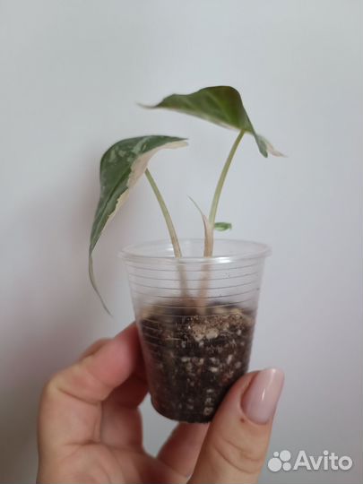 Алоказия амазоника вариегатная