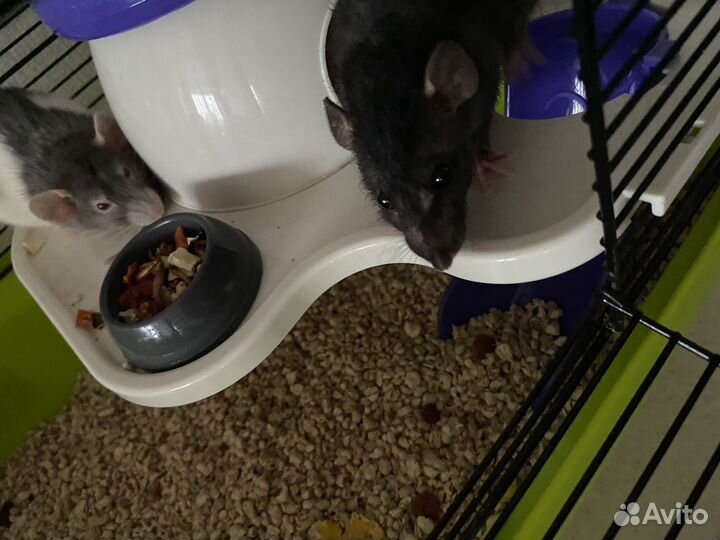 Декоративные крыски